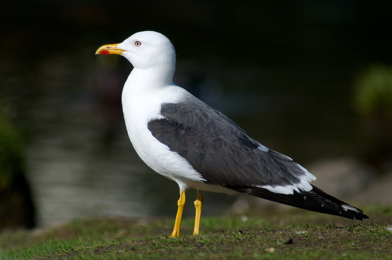 Sildemåke - Lesser Black-backed Gull (Larus fuscus)ad.jpg
